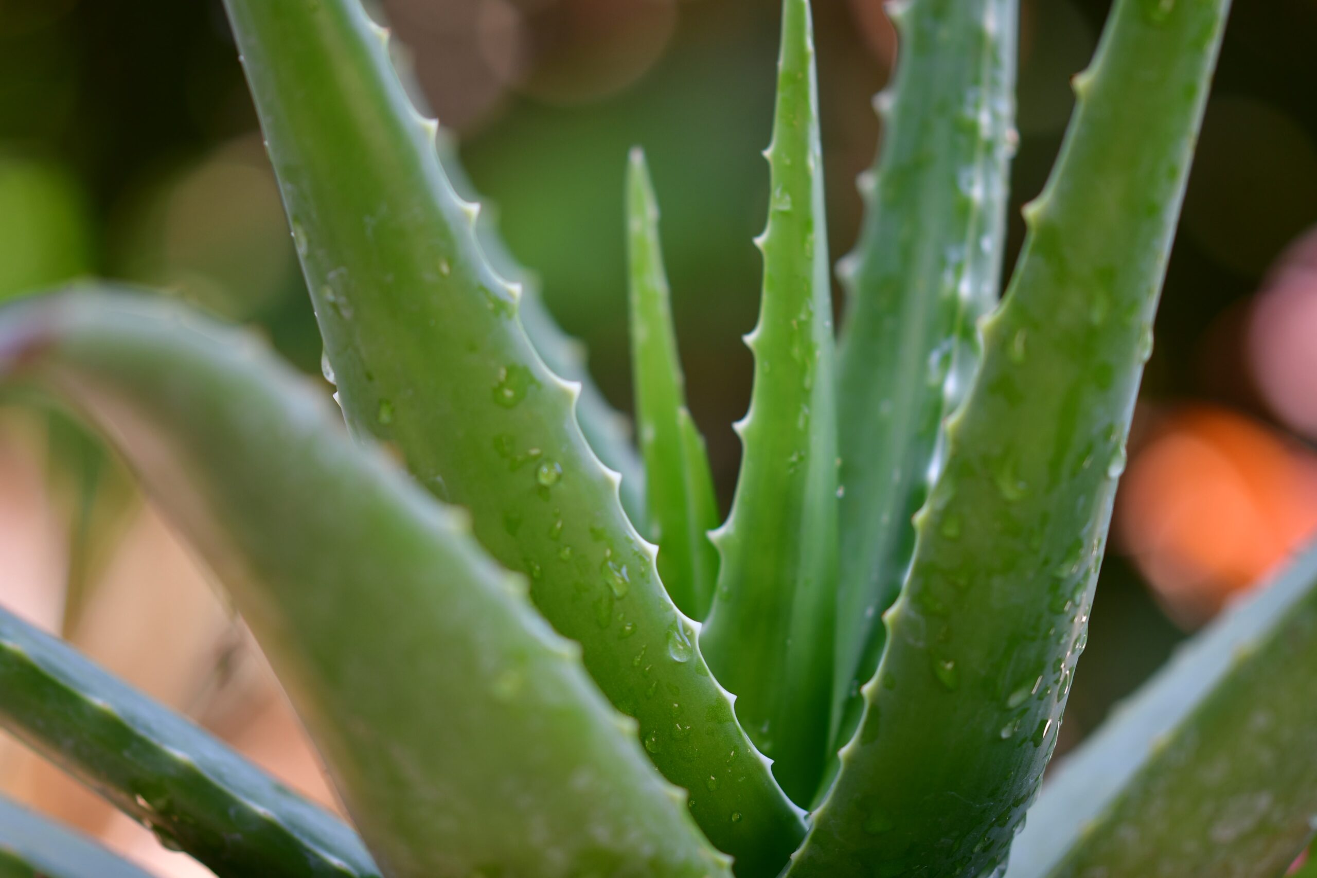 7 Natural Exfoliants You Can Make At Home